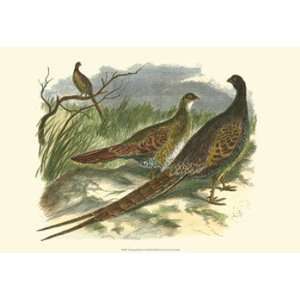  Semmering Pheasant   Poster by Vision studio (19x13)