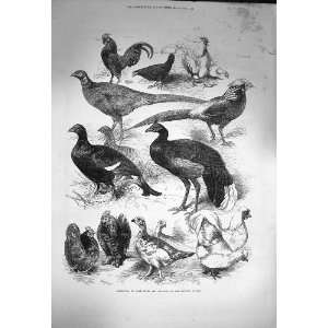  1872 Exhibition Game Birds Bantams Crystal Palace