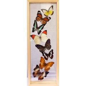    World Buyers   Single Line Of 8 Butterflies In Flight Toys & Games