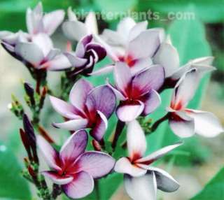 Plumeria with rooted Sillky Purple **Dont Miss***  