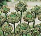 500 papaver somniferum hens and chicks poppy seeds expedited shipping
