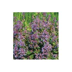  Davids Herb Catmint 100 Seeds per Packet Patio, Lawn 