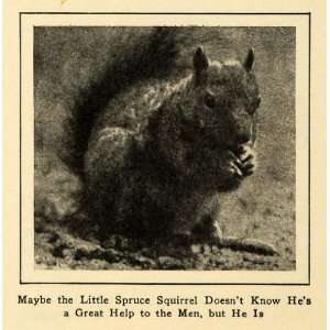  1922 Print Fuzzy Spruce Squirrel Eating Nut Still Life 