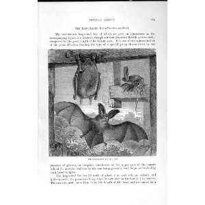  NATURAL HISTORY 1893 94 LONG EARED BAT PLECOTUS AURITUS 