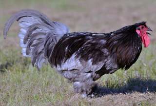 18 Greenfire Farms Breda Fowl Hatching Eggs    Ultra Rare  