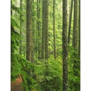  Oregon Old Growth Forest Wall Mural