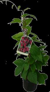 Schisandra chinensis Pflanze Wu Wei Zi 60cm Rarität  