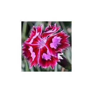  Cranberry Ice Dianthus Seed Pack Patio, Lawn & Garden