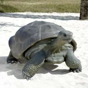  The Grand Scale Wildlife Animal Galapagos Tortoise Statue 