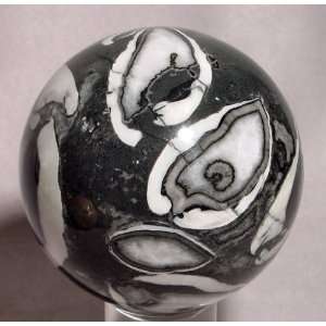  Fossil Shell in Matrix Crystal Sphere India