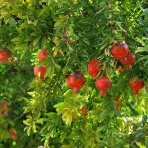 Tree Town USA Wonderful Pomegranate PUNGR00BR0024FT  