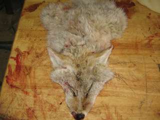 Tanned North Dakota Coyote Cape for Pedastal Mount #2  