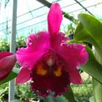 Pack Pot Packed CATTLEYA Orchid Plant blooming size  