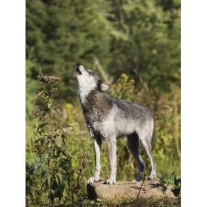 Gray Wolf (Canis Lupus) on a Rock, Howling, in Captivity 