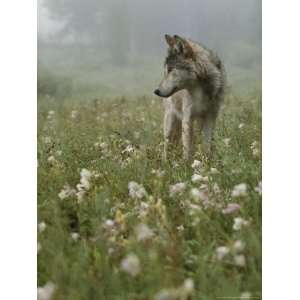  Gray Wolf, Canis Lupus, Standing in a Wildflower Meadow 