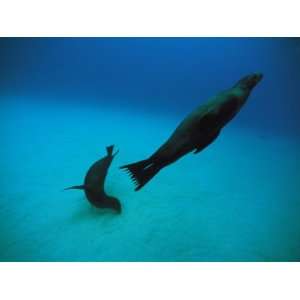  A Pair of Galapagos Sea Lions Swimming in Crystal Clear Waters 