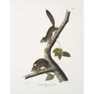  James Audubon   24 x 30 inches   Sciurus Richardsonii, Richardsons C