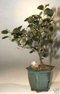 Mistletoe Fig Bonsai Tree   8 YEARS OLD   Indoor Bonsai  