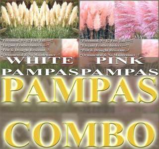 PAMPAS GRASS seeds *BST* ORNAMENTAL WHITE & PINK PAMPAS  