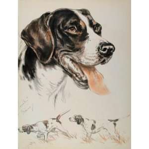  1944 Diana Thorne English Pointer Dogs Drawing Print 