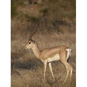 Male Grants Gazelle, Samburu National Reserve, Kenya, East Africa 