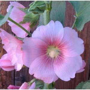  No. 5 Soft Pink 35 Hollyhock Perennial Flower Seeds Plus 
