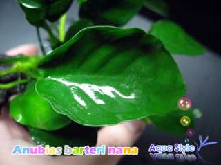Anubias barteri var. nana x 14+6 FREE   aquarium plant  