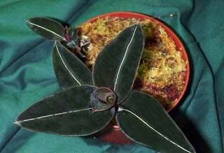 Jeweled Orchid Plant   Ludisia discolor var. nigrescens   RARE  