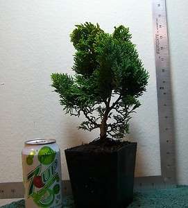 Dwarf Hinoki cypress( Dainty doll) tree pre shohin mame bonsai forest 