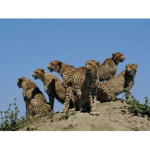  A Group of African Cheetahs Scan Their Territory for Predators 