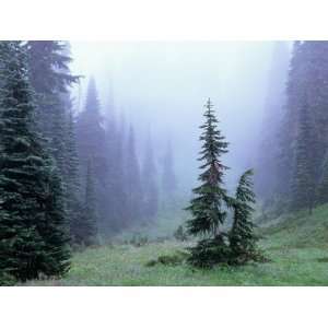 Fir Trees and Fog, Mt. Rainier National Park, Washington 